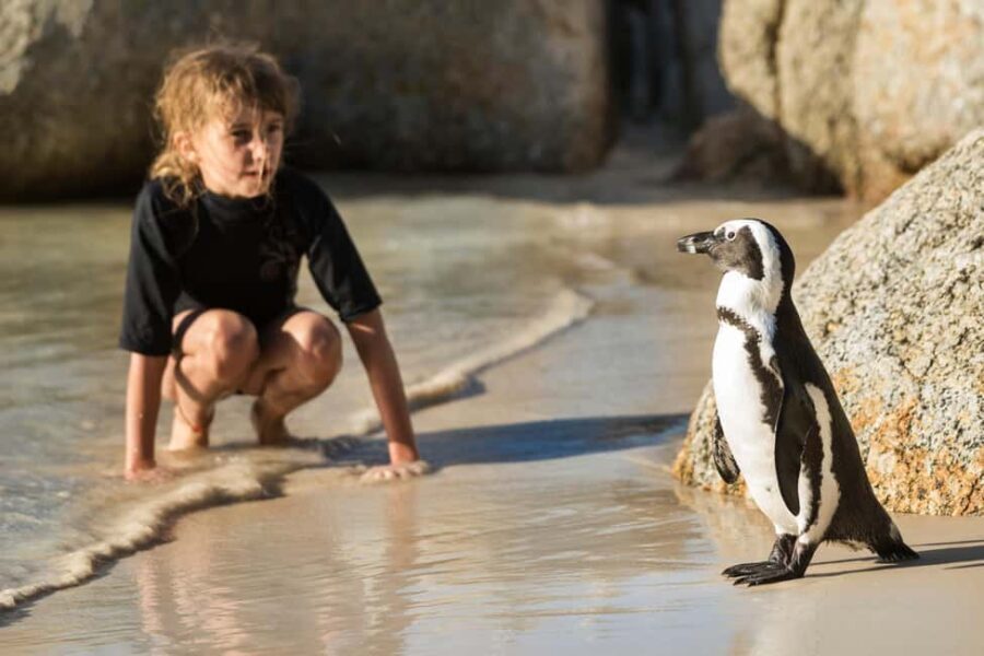 Cape Town: Boulders Penguin Colony Prebooked Entry Ticket - The Booking and Entry Process