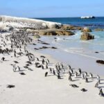 Cape Town: Cape of Good Hope and Boulders Beach Private Tour - Exploring the Cape of Good Hope & Cape Point