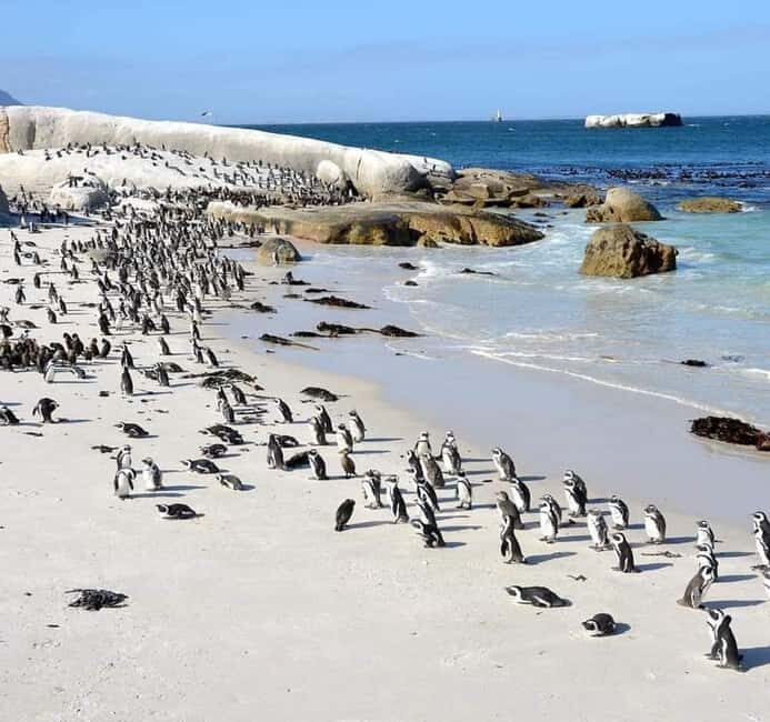 Cape Town: Cape of Good Hope and Boulders Beach Private Tour - Exploring the Cape of Good Hope & Cape Point