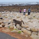 Cape Town: Cape of Good Hope and Penguins Full-Day Tour - Is It Worth the Price?