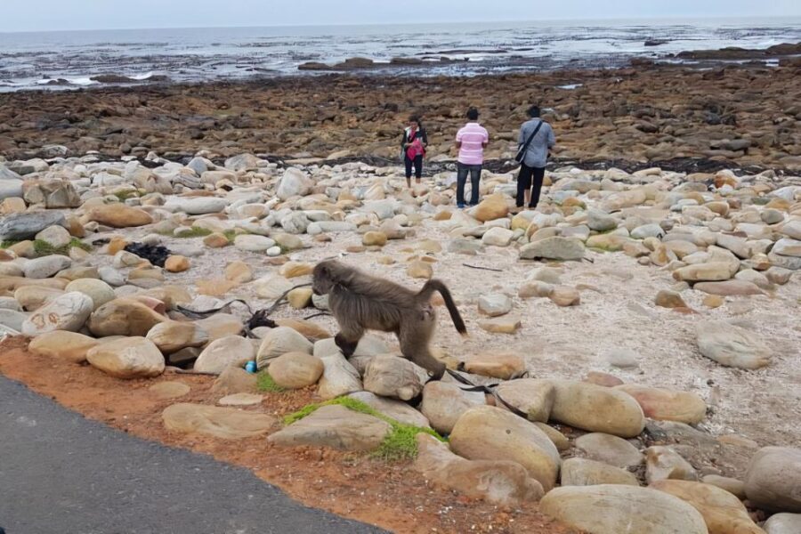 Cape Town: Cape of Good Hope and Penguins Full-Day Tour - Is It Worth the Price?