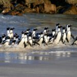 Cape Town: Cape of Good Hope & Penguin Colony Entry Ticket - A Full Breakdown: What You Can Expect