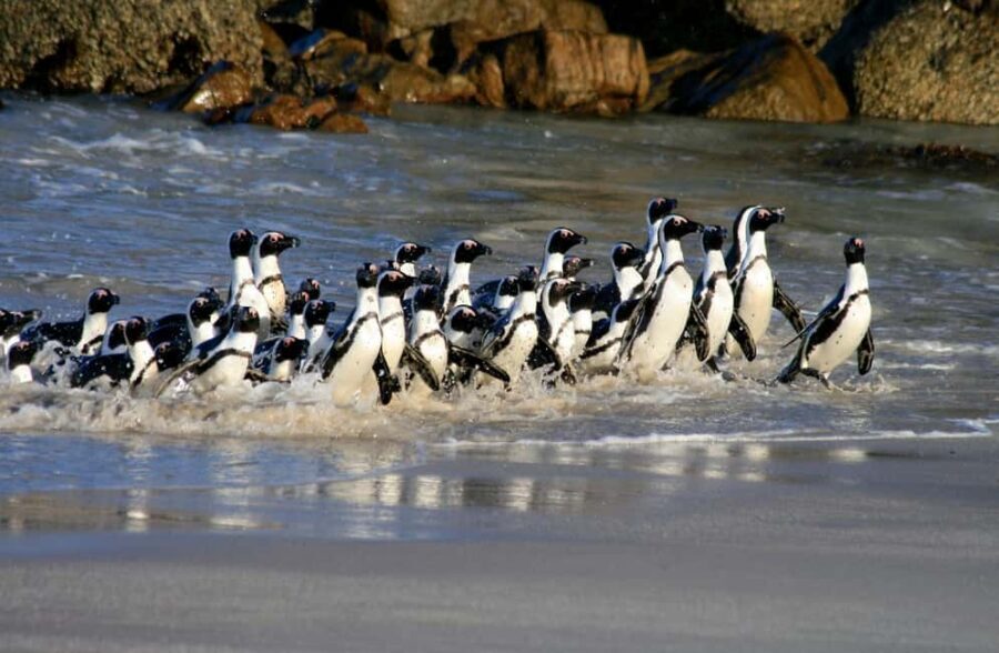 Cape Town: Cape of Good Hope & Penguin Colony Entry Ticket - A Full Breakdown: What You Can Expect