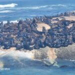 Cape Town: Cape of Good Hope seals, penguins, & kirstenbosch - Exploring Cape Town’s Natural Marvels: A Complete Review