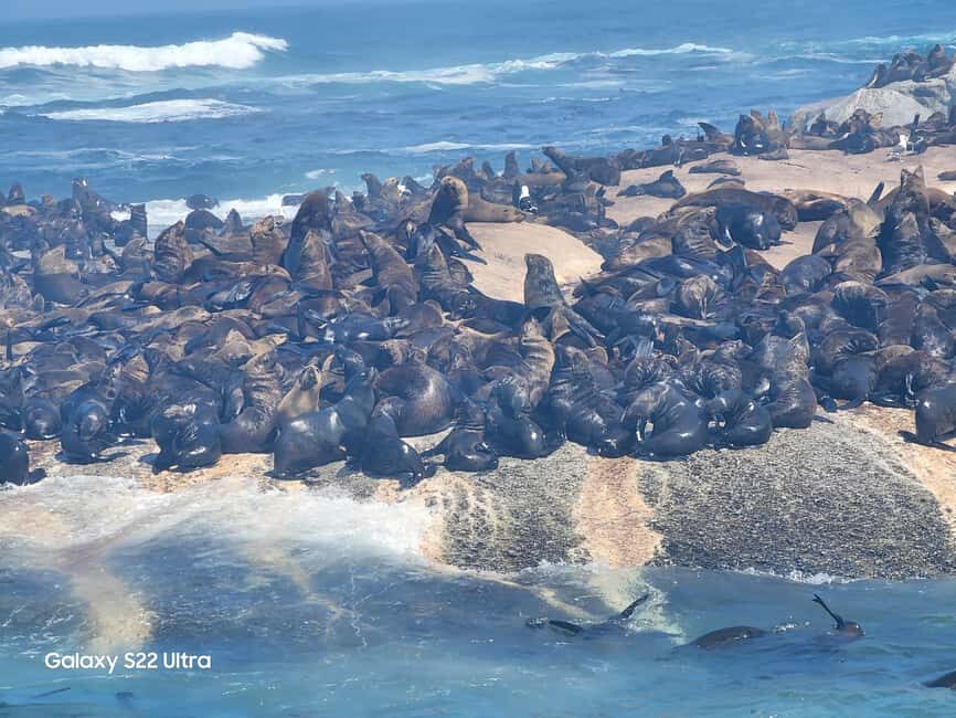 Cape Town: Cape of Good Hope seals, penguins, & kirstenbosch - Exploring Cape Town’s Natural Marvels: A Complete Review