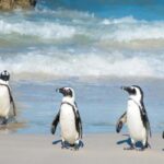 Cape Town: Cape Peninsula and Penguins Full-Day Tour - Practical Details and Tips for Your Day