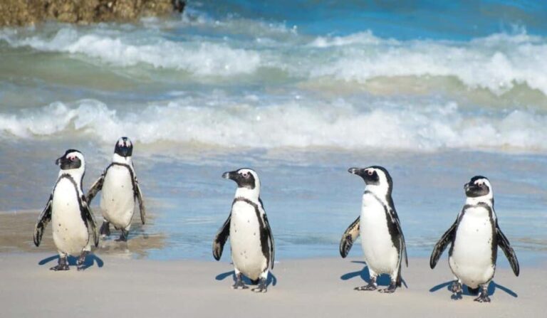 Cape Town: Cape Peninsula and Penguins Full-Day Tour - Practical Details and Tips for Your Day