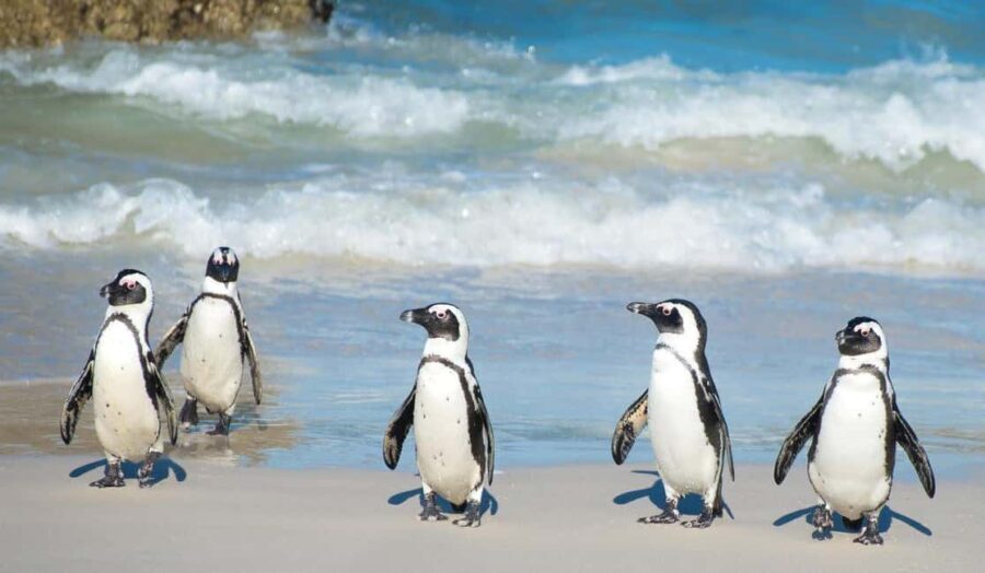 Cape Town: Cape Peninsula and Penguins Full-Day Tour - Practical Details and Tips for Your Day