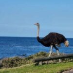 Cape Town: Cape Peninsula Private Scenic Tour - Why This Tour Offers Real Value