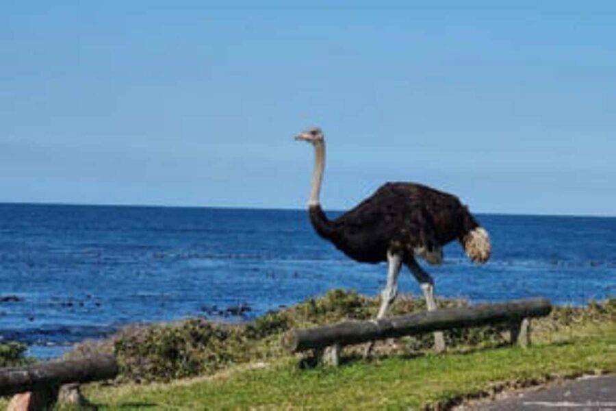 Cape Town: Cape Peninsula Private Scenic Tour - Why This Tour Offers Real Value