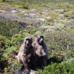 Cape Town: Cape Peninsula & Table Mountain Private Day Trip - What Travelers Love About This Tour