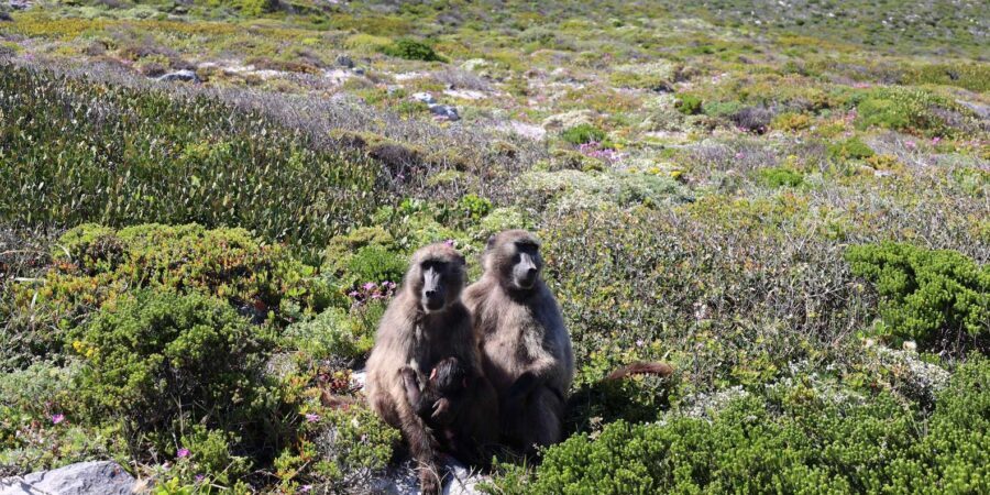 Cape Town: Cape Peninsula & Table Mountain Private Day Trip - What Travelers Love About This Tour