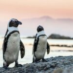 Cape Town: Cape Point, Boulders Beach, and Simon's Town Tour - FAQ