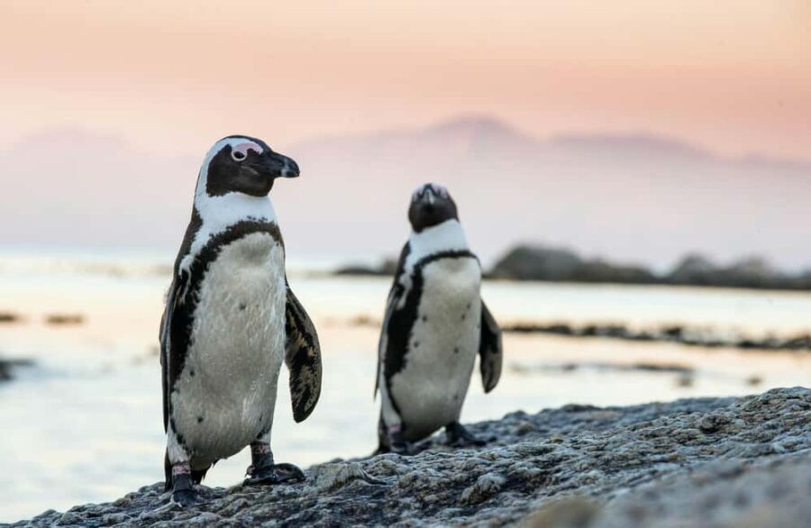 Cape Town: Cape Point, Boulders Beach, and Simon's Town Tour - FAQ