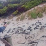 Cape Town: Cape point, Boulders beach, Simon's town - The Experience: From Scenic Views to Wildlife