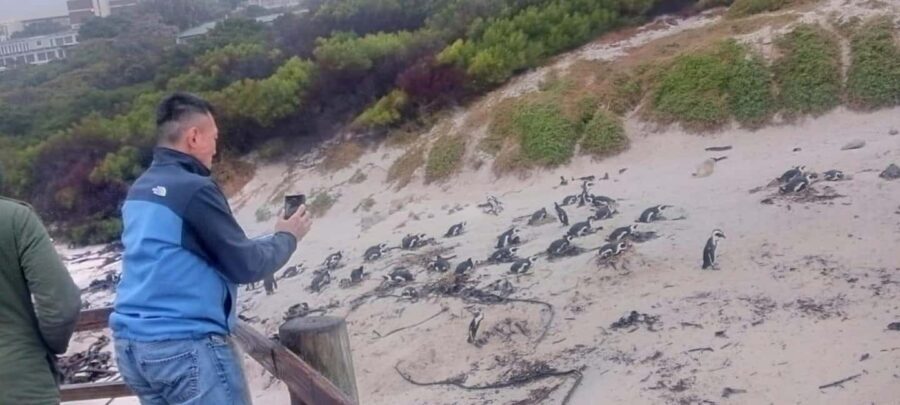 Cape Town: Cape point, Boulders beach, Simon's town - The Experience: From Scenic Views to Wildlife
