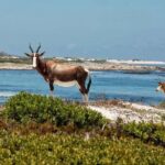 Cape Town: Cape Point, Constantia Wine Tour Private Transfer - Why This Tour Is a Great Choice