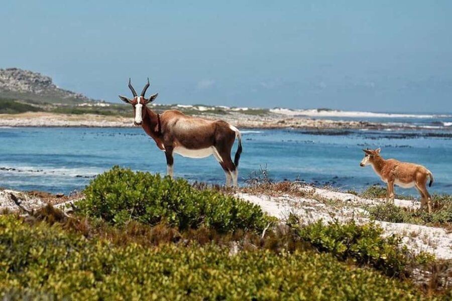 Cape Town: Cape Point, Constantia Wine Tour Private Transfer - Why This Tour Is a Great Choice