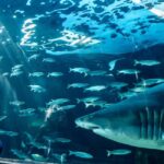 Cape Town City Pass: Save Over 50% on 80+ Top Attractions - Who Would Love This?