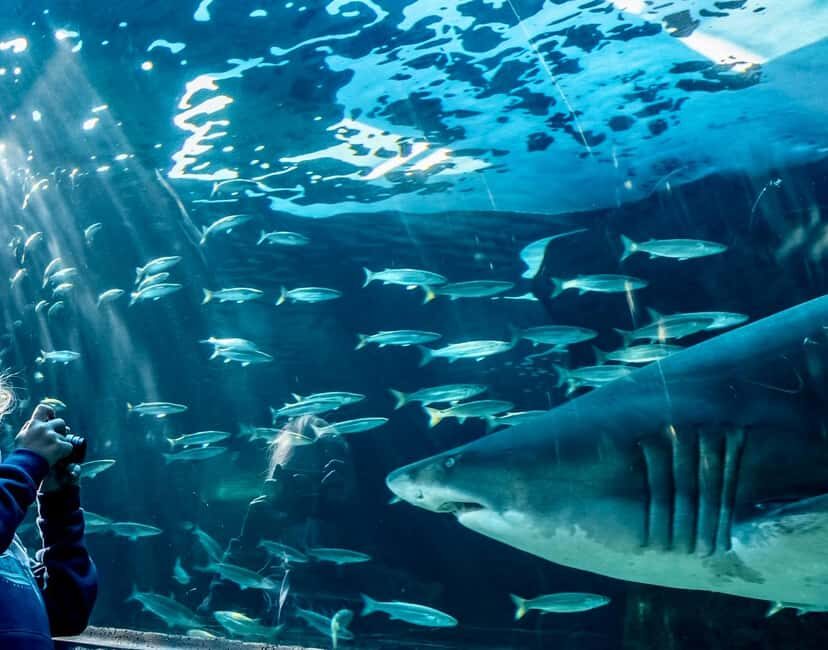 Cape Town City Pass: Save Over 50% on 80+ Top Attractions - Who Would Love This?