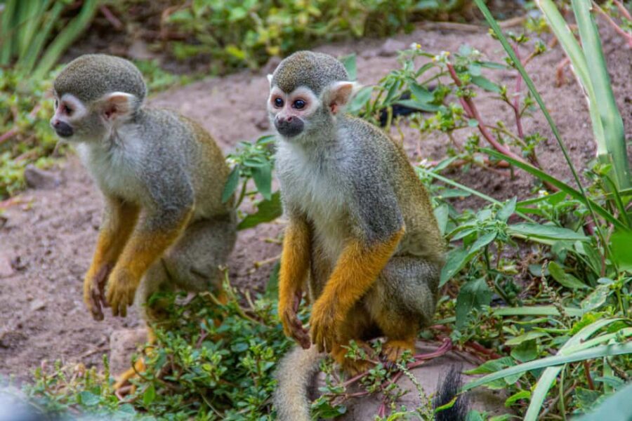 Cape Town for Children: Family Tour - Analyzing the Value of the Tour