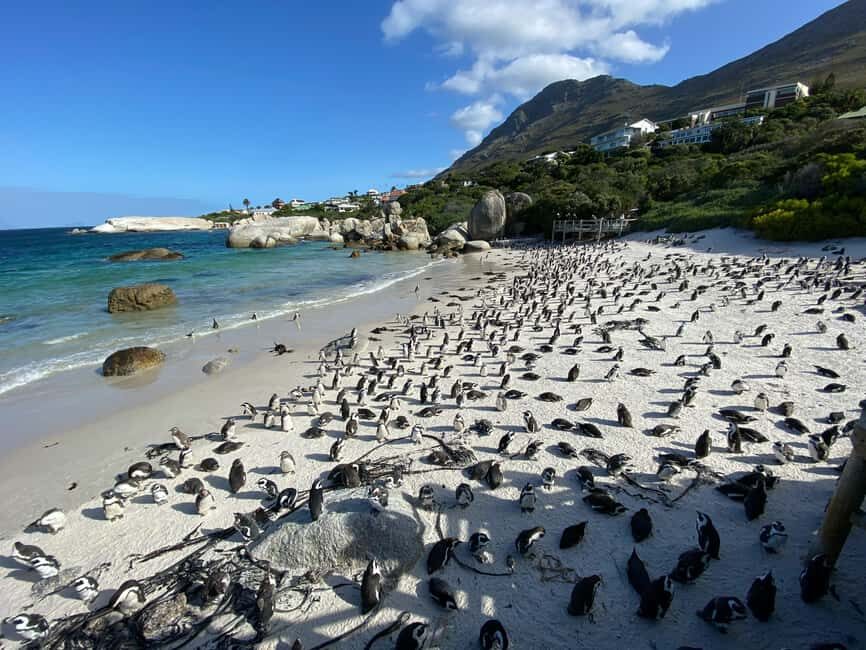 Cape Town: Full-Day Cape of Good Hope and Boulders Tour - Exploring Bo-Kaap: A Colorful Cultural Gem