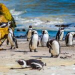 Cape Town: Full-Day Cape Peninsula and Penguins Tour - Who Will Enjoy This Tour?