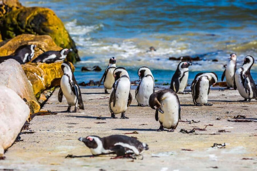 Cape Town: Full-Day Cape Peninsula and Penguins Tour - Who Will Enjoy This Tour?