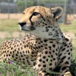 Cape Town Full-Day Cheetah Outreach & Winelands Private Tour - What Makes This Tour Stand Out?
