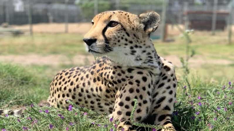 Cape Town Full-Day Cheetah Outreach & Winelands Private Tour - What Makes This Tour Stand Out?