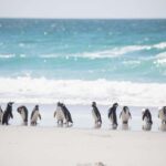 Cape Town: Full-Day Peninsula Tour with Small Group - Final Thoughts: Who Will Love This Tour?