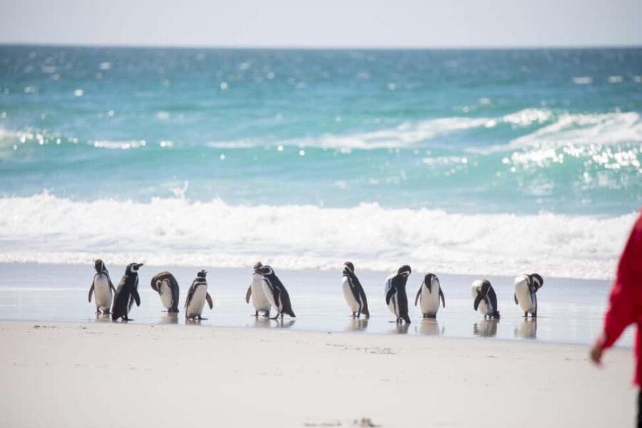 Cape Town: Full-Day Peninsula Tour with Small Group - Final Thoughts: Who Will Love This Tour?