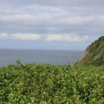 Cape Town: Full Day Wine and Coastal Tour - Who Should Consider This Tour?