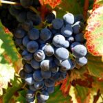 Cape Town: Full-Day Winelands Tour with Wine Tastings & Food - Why This Tour Offers Great Value