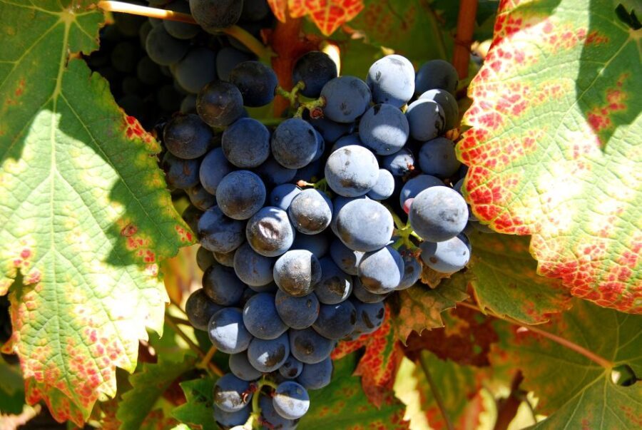 Cape Town: Full-Day Winelands Tour with Wine Tastings & Food - Why This Tour Offers Great Value