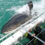 Cape Town : Gansbaai Eco-Friendly Shark Cage Diving Cruise - Itinerary Breakdown: What To Expect?