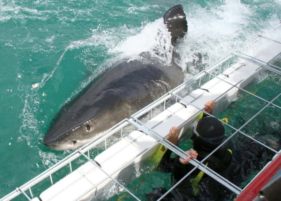 Cape Town : Gansbaai Eco-Friendly Shark Cage Diving Cruise - Itinerary Breakdown: What To Expect?