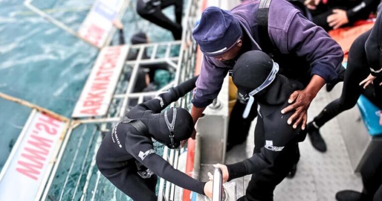 Cape Town: Gansbaai Eco-Friendly Shark Cage Diving Cruise - The Value and Price
