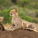Cape Town Giraffe House, Cheetah Encounter and Wine Tasting - Who Should Consider This Tour