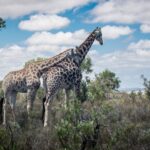 Cape Town: Guided e-Bike Safari Tour - Who is This Tour Best For?