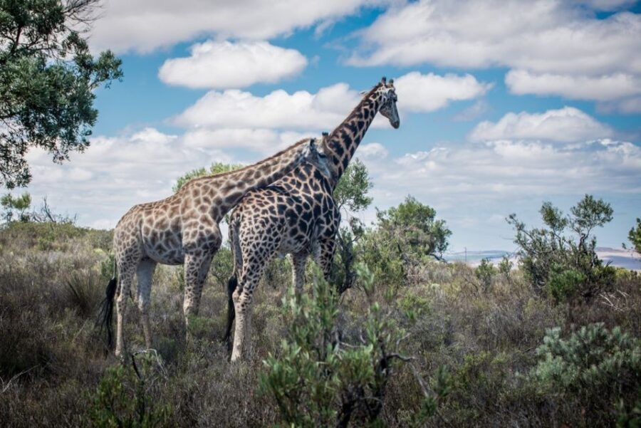 Cape Town: Guided e-Bike Safari Tour - Who is This Tour Best For?