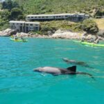Cape Town: Guided Kayaking in Hout Bay - The Guides and Equipment