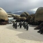 Cape Town: Half-Day Boulders Beach & Penguin Encounter Tour - Why This Tour Offers Great Value