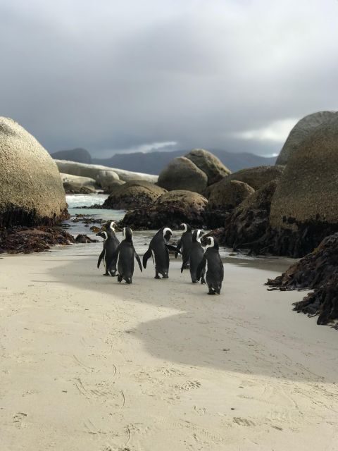 Cape Town: Half-Day Boulders Beach & Penguin Encounter Tour - Why This Tour Offers Great Value