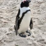 Cape Town: Half-Day Cape Peninsula Tour with Penguin private - Whats Included and What’s Not