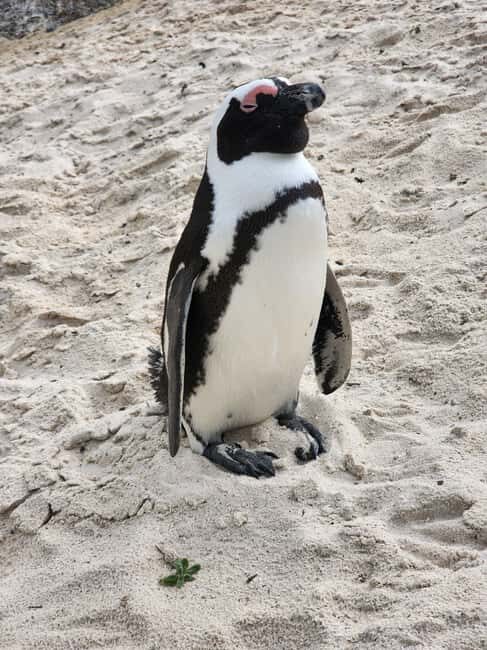 Cape Town: Half-Day Cape Peninsula Tour with Penguin private - Whats Included and What’s Not