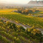 Cape Town: Half-day Private Wine Tour - A Closer Look at the Itinerary and Highlights
