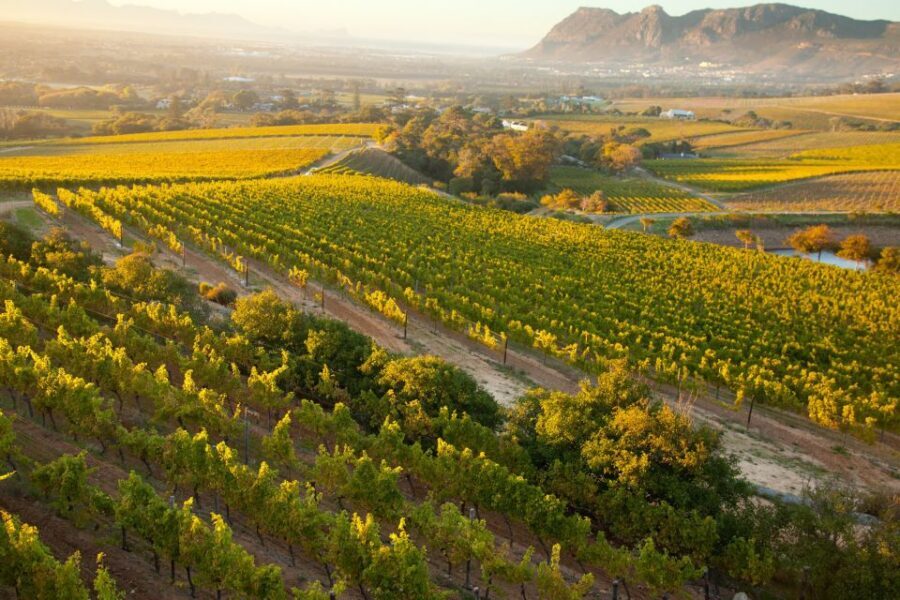 Cape Town: Half-day Private Wine Tour - A Closer Look at the Itinerary and Highlights