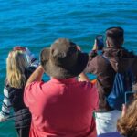 Cape Town: Hermanus Boat Cruise Whale Watching Tour - The Whale Watching Boat Trip