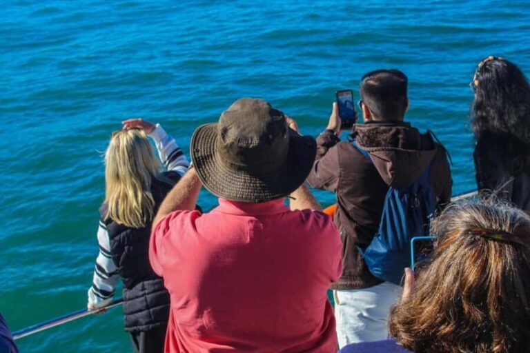 Cape Town: Hermanus Boat Cruise Whale Watching Tour - The Whale Watching Boat Trip